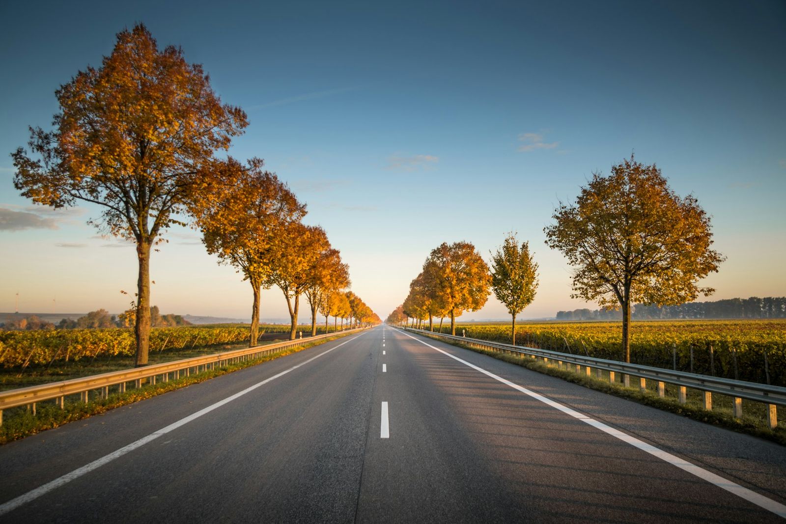 Route bordée d'arbres à l'automne